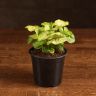 Сингониум Голден Эллюжн д12 фото 1 &mdash; Luxury Plants