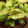 Сингониум Голден Эллюжн д12 фото 4 &mdash; Luxury Plants