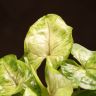 Сингониум Голден Эллюжн д12 фото 2 &mdash; Luxury Plants
