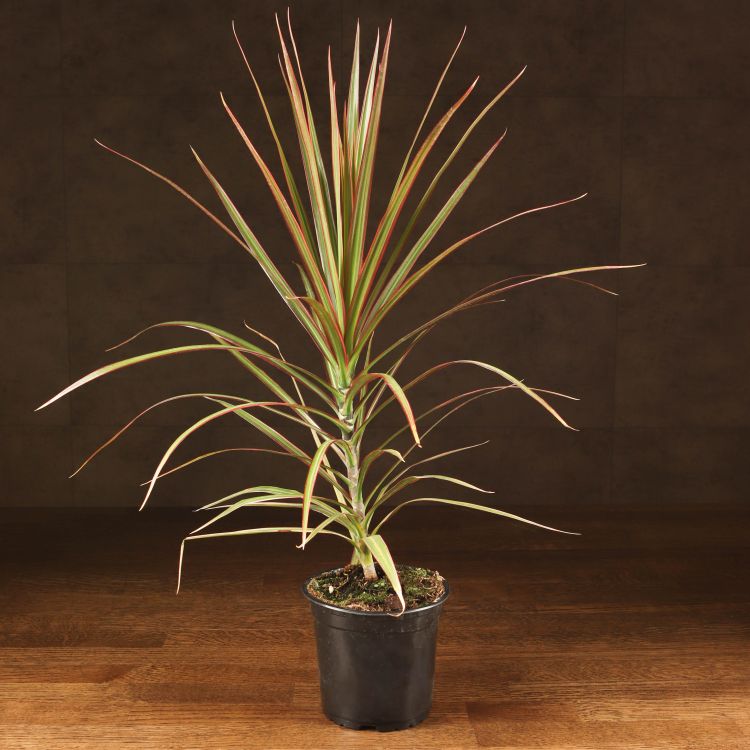 Драцена Маргината Биколор д12 фото 1 &mdash; Luxury Plants