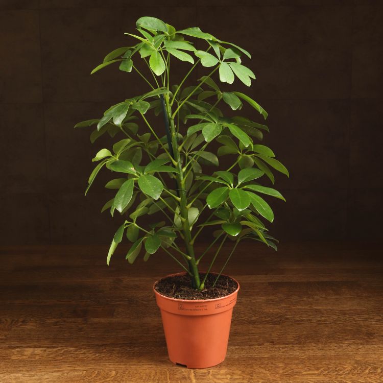 Шеффлера Нора 40/13 фото 1 &mdash; Luxury Plants