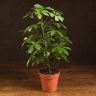 Шеффлера Нора 40/13 фото 1 &mdash; Luxury Plants