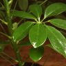 Шеффлера Нора 40/13 фото 4 &mdash; Luxury Plants