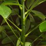Шеффлера Нора 40/13 фото 3 &mdash; Luxury Plants