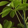 Шеффлера Нора 40/13 фото 2 &mdash; Luxury Plants