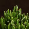 Крассула Хоббит 25/17 фото 2 &mdash; Luxury Plants