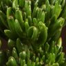 Крассула Хоббит 25/17 фото 4 &mdash; Luxury Plants