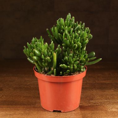 Крассула Хоббит 25/17 &mdash; Luxury Plants