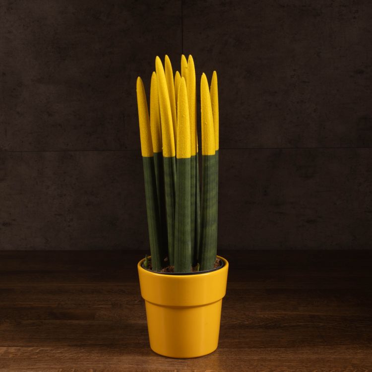 Сансевиерия цилиндрика с желтой насадкой в керамике 40/12 фото 1 &mdash; Luxury Plants