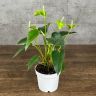 Антуриум д12 уценка фото 1 &mdash; Luxury Plants