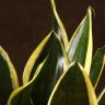 Сансевиерия Блэк Голд д10 фото 2 &mdash; Luxury Plants