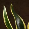 Сансевиерия Блэк Голд д10 фото 3 &mdash; Luxury Plants