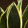 Сансевиерия Блэк Голд д10 фото 4 &mdash; Luxury Plants