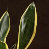 Сансевиерия Блэк Голд д10 фото 5 &mdash; Luxury Plants