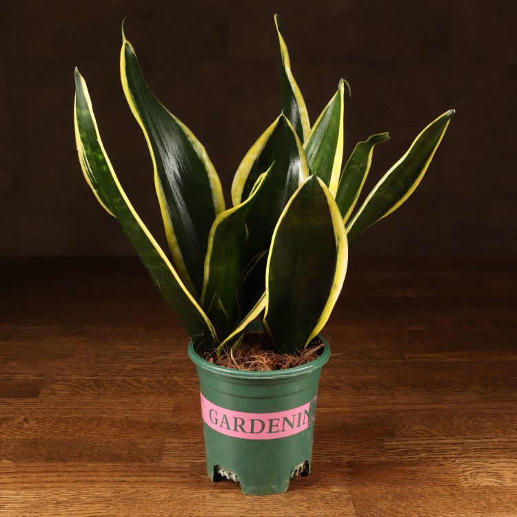 Сансевиерия Блэк Голд д10 фото 1 &mdash; Luxury Plants
