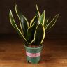 Сансевиерия Блэк Голд д10 фото 1 &mdash; Luxury Plants