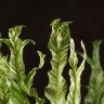 Асплениум Вайт Мунлайт 20/9 фото 2 &mdash; Luxury Plants