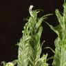 Асплениум Вайт Мунлайт 20/9 фото 5 &mdash; Luxury Plants