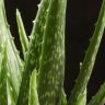 Алоэ Вера 30/12 фото 3 &mdash; Luxury Plants