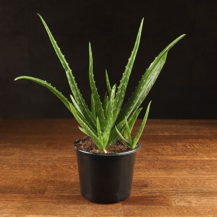 Алоэ Вера 30/12 фото 1 &mdash; Luxury Plants