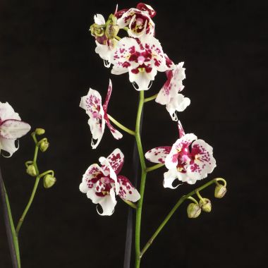 Орхидея Фаленопсис бабочка Дана 2 ст &mdash; Luxury Plants