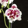 Орхидея Фаленопсис бабочка Дана 2 ст фото 3 &mdash; Luxury Plants