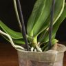 Орхидея Фаленопсис бабочка Дана 2 ст фото 5 &mdash; Luxury Plants