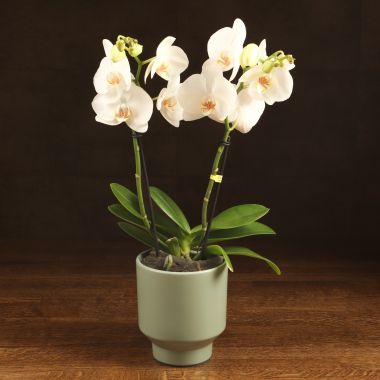 Орхидея Фаленопсис Tablo в оливковой керамике &mdash; Luxury Plants