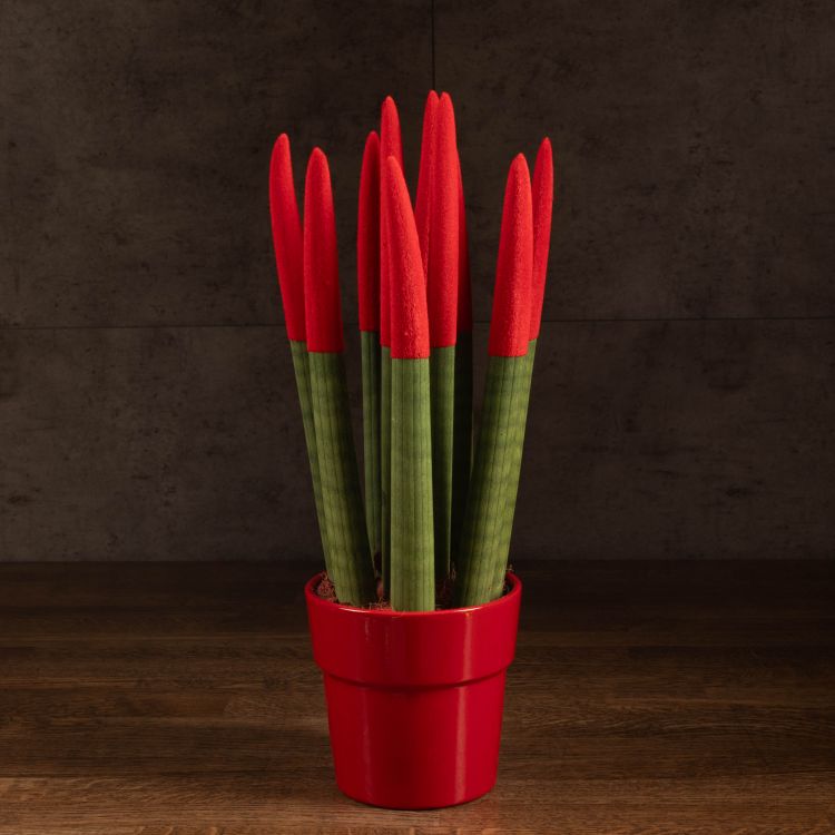 Сансевиерия цилиндрика с красной насадкой в керамике 40/12 фото 1 &mdash; Luxury Plants