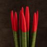 Сансевиерия цилиндрика с красной насадкой в керамике 40/12 фото 3 &mdash; Luxury Plants