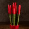 Сансевиерия цилиндрика с красной насадкой в керамике 40/12 фото 5 &mdash; Luxury Plants