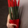 Сансевиерия цилиндрика с красной насадкой в керамике 40/12 фото 2 &mdash; Luxury Plants