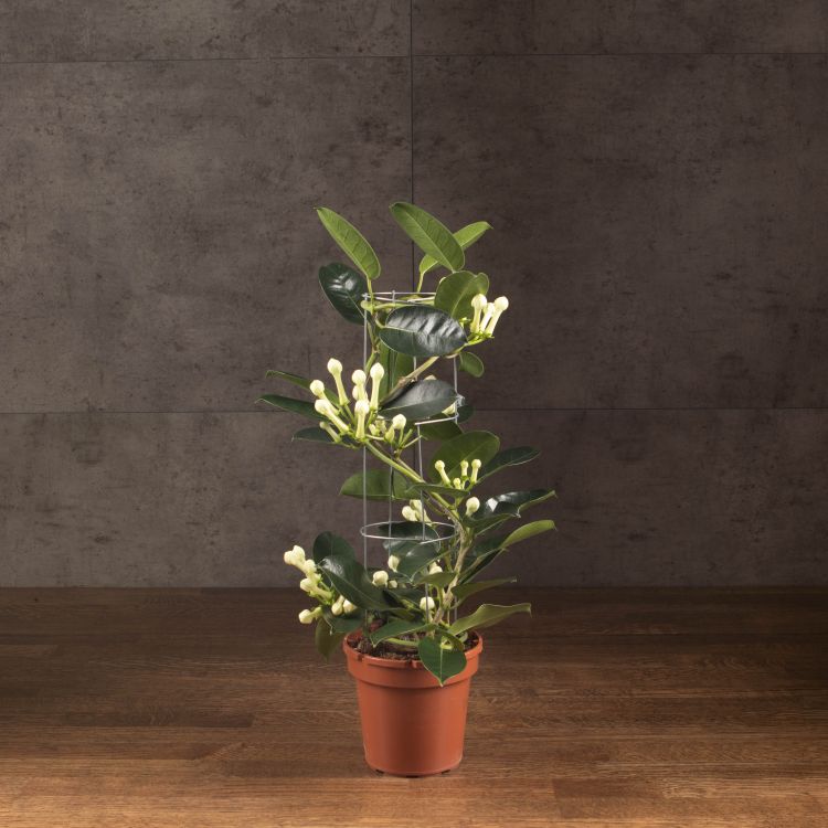 Стефанотис 45/12 на металлической опоре фото 1 &mdash; Luxury Plants