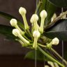 Стефанотис 45/12 на металлической опоре фото 3 &mdash; Luxury Plants