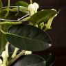 Стефанотис 45/12 на металлической опоре фото 4 &mdash; Luxury Plants
