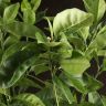 Апельсиновое дерево 80/21 фото 2 &mdash; Luxury Plants