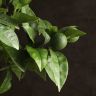 Апельсиновое дерево 80/21 фото 3 &mdash; Luxury Plants