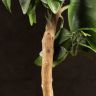 Апельсиновое дерево 80/21 фото 5 &mdash; Luxury Plants