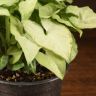 Сингониум Уайт Баттерфлай д12 фото 5 &mdash; Luxury Plants