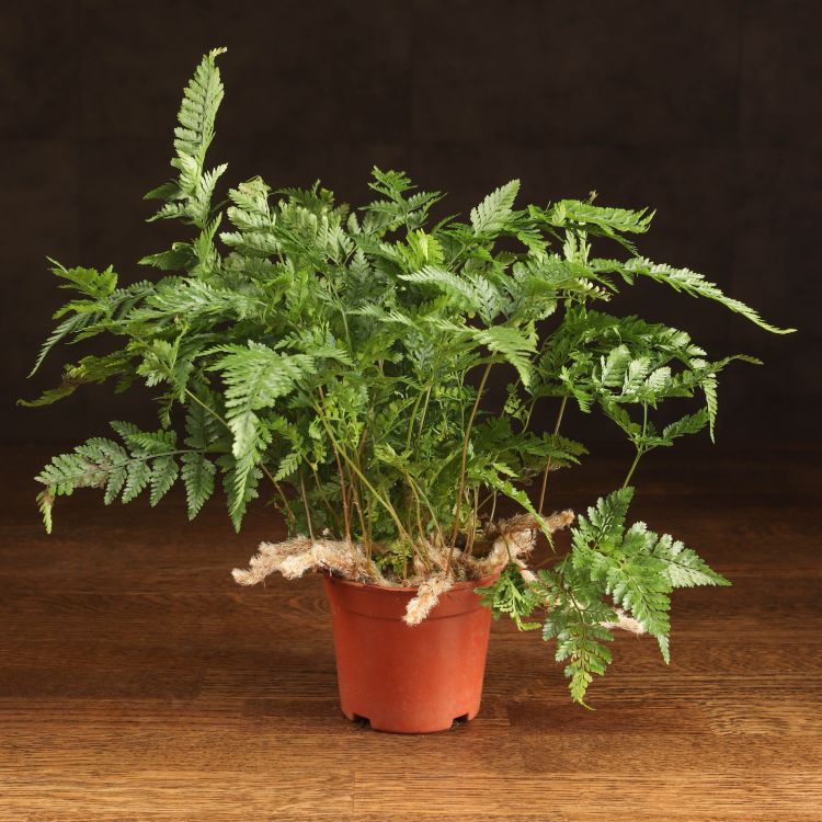 Даваллия 20/9 фото 1 &mdash; Luxury Plants