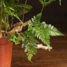 Даваллия 20/9 фото 3 &mdash; Luxury Plants