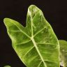 Алоказия Грин Свон 25/11 фото 3 &mdash; Luxury Plants