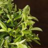 Бонсай Пираканта 46 см фото 3 &mdash; Luxury Plants