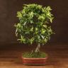 Бонсай Пираканта 46 см фото 1 &mdash; Luxury Plants