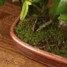 Бонсай Пираканта 46 см фото 5 &mdash; Luxury Plants