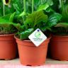 Гербера 15/12 микс фото 5 &mdash; Luxury Plants