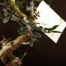 Бонсай Олива изумрудный овал 35 см фото 2 &mdash; Luxury Plants