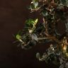 Бонсай Олива изумрудный овал 35 см фото 4 &mdash; Luxury Plants