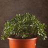 Крассула Овата 60/44 фото 2 &mdash; Luxury Plants