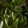 Крассула Овата 60/44 фото 3 &mdash; Luxury Plants